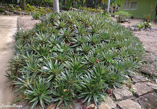 Dyckia - Bromélias