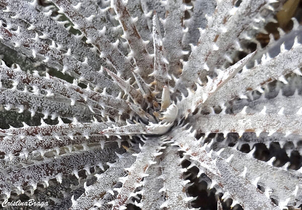 Dyckia - Bromélias