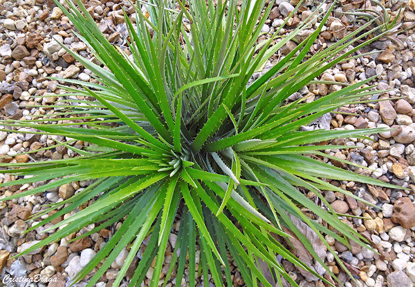 Dyckia - Bromélias