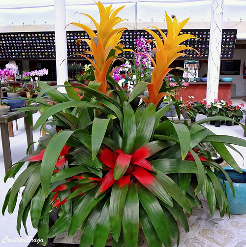 Guzmania - Bromélias