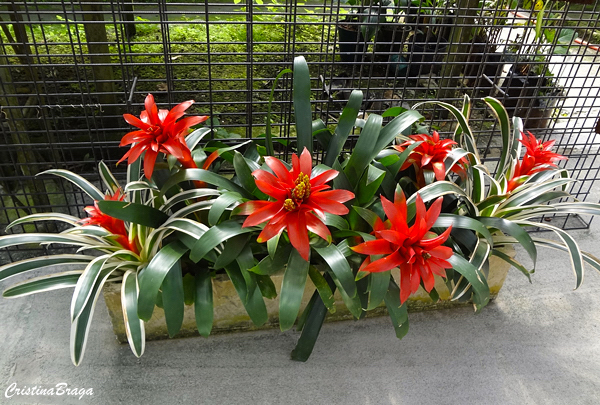 Guzmania - Bromélias