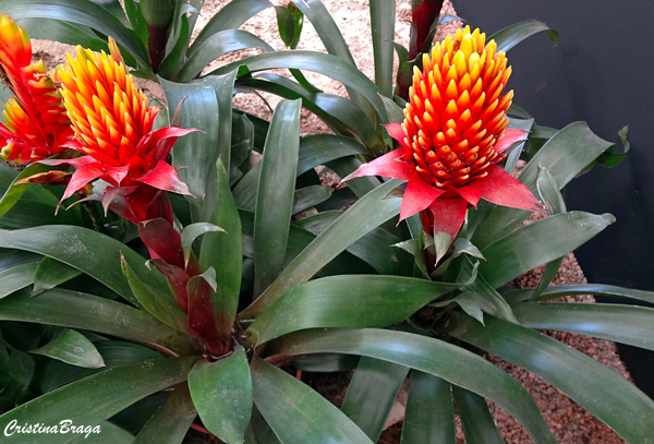 Guzmania - Bromélias