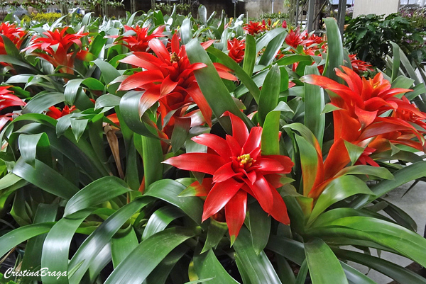 Guzmania - Bromélias