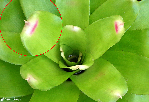 Neoregelia - Bromélias