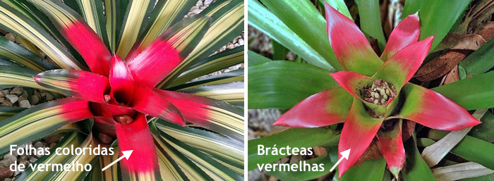 Neoregelia - Bromélias