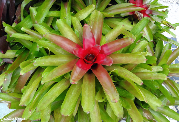 Neoregelia - Bromélias