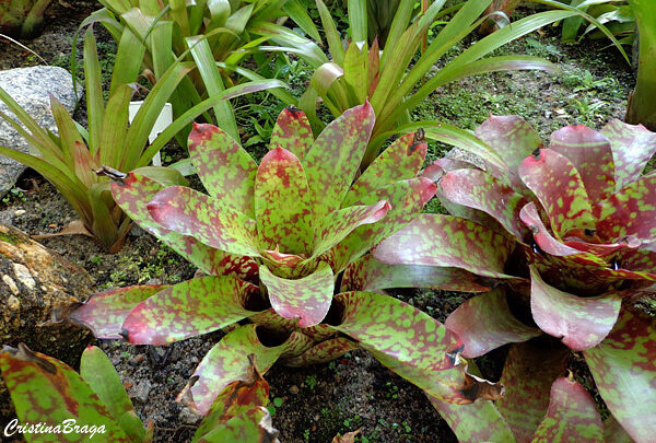 Neoregelia - Bromélias