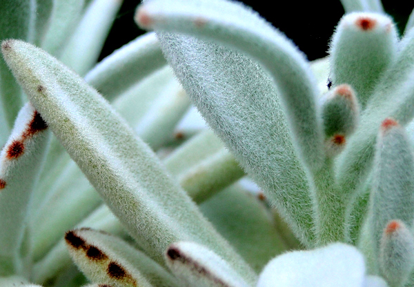 Orelha de gato - Kalanchoe tomentosa