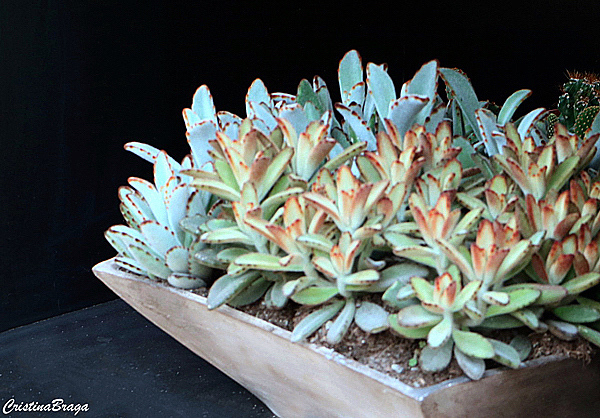 Orelha de gato - Kalanchoe tomentosa