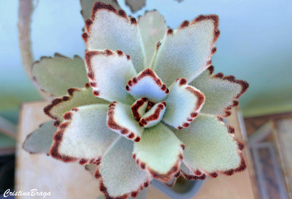 Orelha de gato - Kalanchoe tomentosa