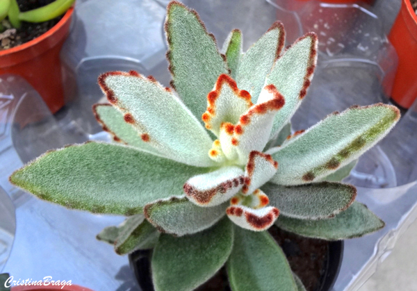 Orelha de gato - Kalanchoe tomentosa