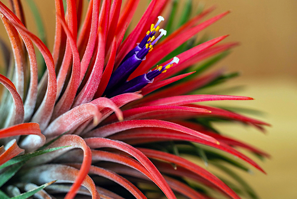 Tillandsia - Bromélias