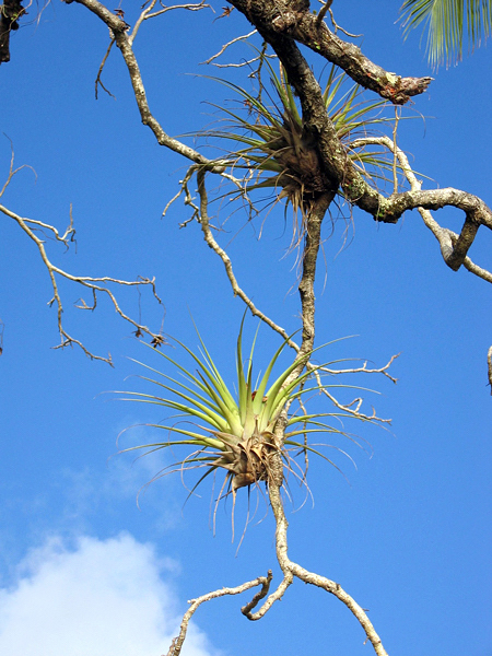 Tillandsia - Bromélias