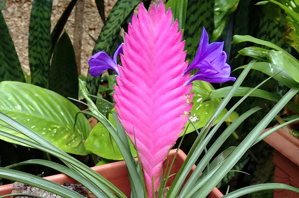 Tillandsia - Bromélias