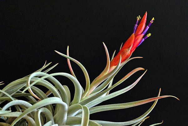 Tillandsia - Bromélias