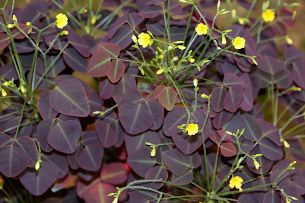 Avenca roxa - Oxalis hedysaroides “Rubra”