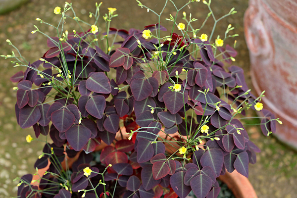 Avenca roxa - Oxalis hedysaroides “Rubra” - Flores e Folhagens