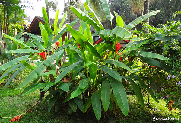Bananeira vermelha - Musa coccinea