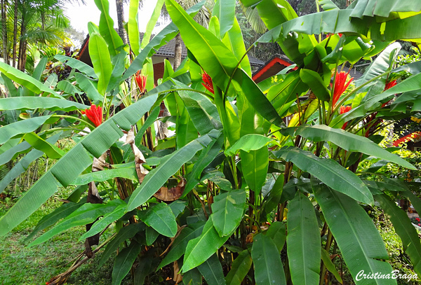 Bananeira vermelha - Musa coccinea - Flores e Folhagens