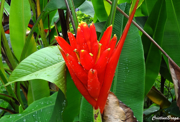 Bananeira vermelha - Musa coccinea