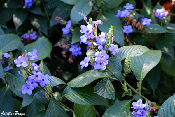 Camarão azul - Eranthemum pulchellum