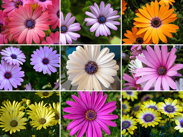 Margarida africana - Osteospermum