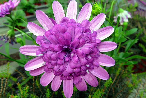 Margarida africana - Osteospermum