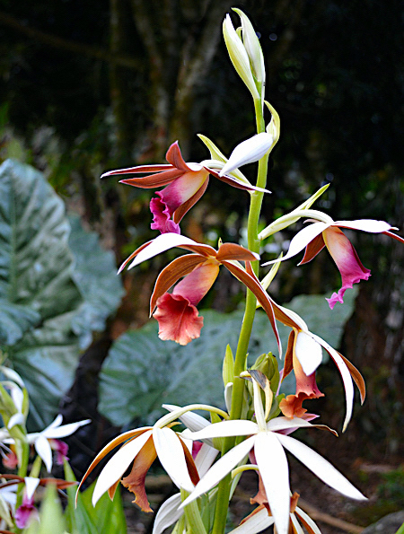 Orquídea Capuz de Freira - Phaius tankervilleae - Flores e Folhagens