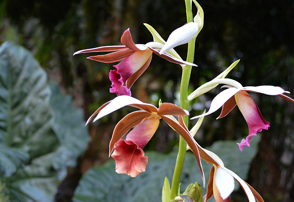 Orquídea Capuz de Freira - Phaius tankervilleae