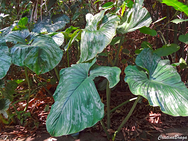 Filodendro folha de prata - Philodendron sodiroi