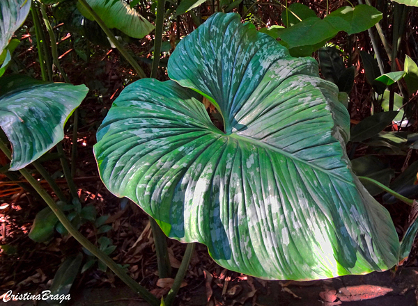 Filodendro folha de prata - Philodendron sodiroi