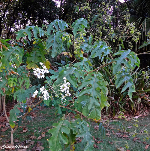 Margarida de árvore - Montanoa bipinnatifida