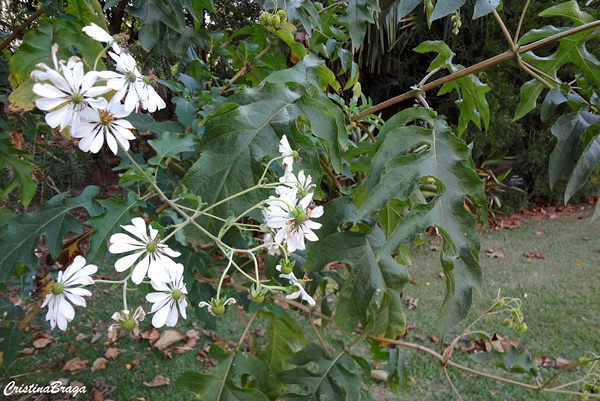 Margarida de árvore - Montanoa bipinnatifida