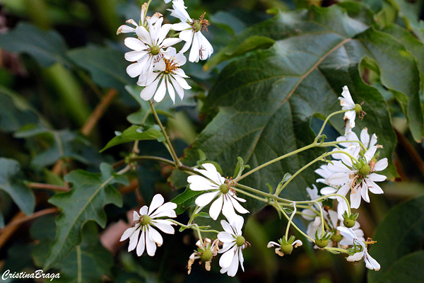 Margarida de árvore - Montanoa bipinnatifida