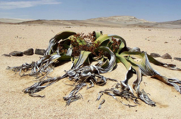 Polvo do deserto - Welwitschia mirabilis