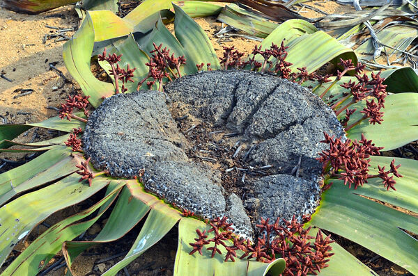 Polvo do deserto - Welwitschia mirabilis