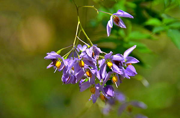 Trepadeira doce-amarga - Solanum seaforthianum