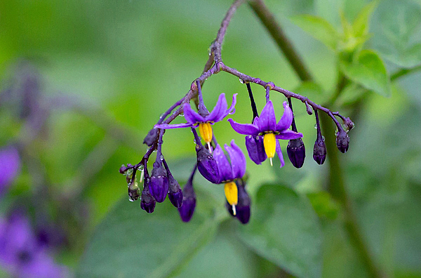 Trepadeira doce-amarga - Solanum seaforthianum