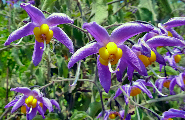 Trepadeira doce-amarga - Solanum seaforthianum