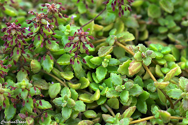 Boldinho suculento - Plectranthus prostatus