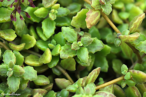 Boldinho suculento - Plectranthus prostatus