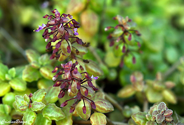 Boldinho suculento - Plectranthus prostatus