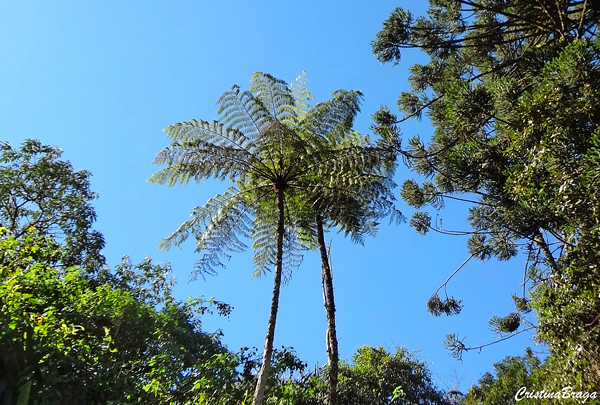 Samambaias - Fetos da Natureza