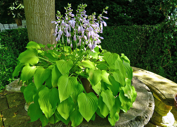 Hosta - Hosta ssp