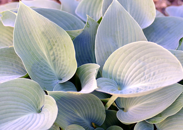 Hosta - Hosta ssp