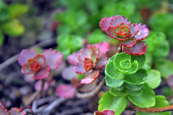 Phedimus spurius Voodoo