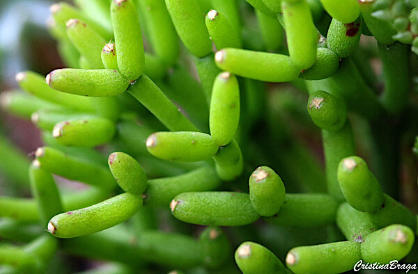 Cacto Coral - Rhipsalis cereuscula