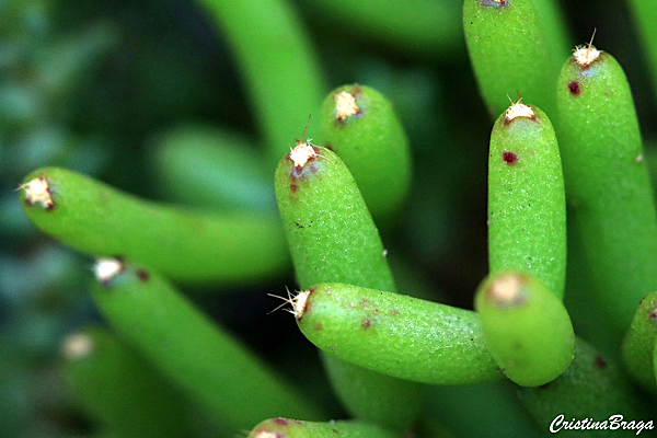 Cacto Coral - Rhipsalis cereuscula