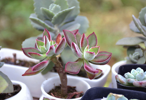 Echeveria pulvinata Ruby