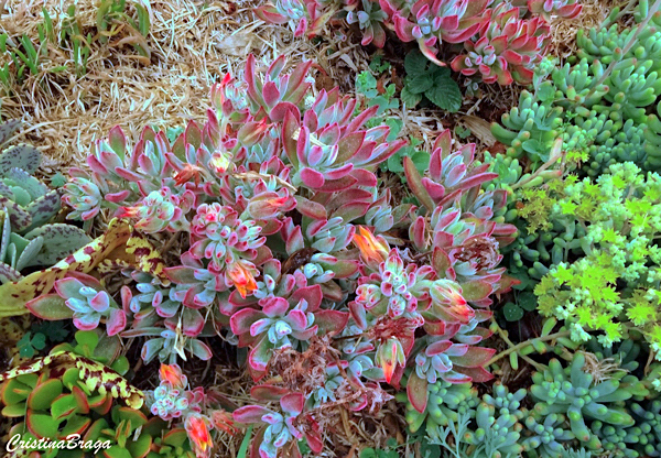 Echeveria pulvinata Ruby